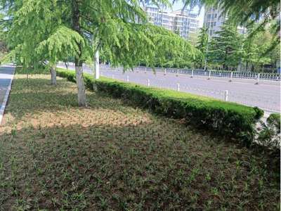 临沂市城管局园林环卫中心整治绿化带"超高土"
