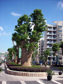 上海园林设计公司,上海绿化,上海大香樟,上海屋顶绿化 上海园林绿化 大香樟 上海润怡园林绿化